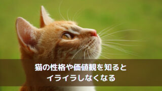 猫の性格や価値観を知るとイライラしなくなる